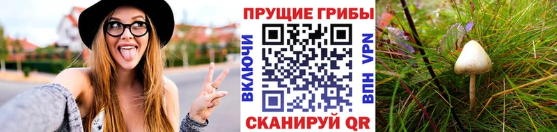 Псилоцибиновые грибы Cubensis Новошахтинск